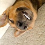 Can Every Dog Be Trained to Be a Service Dog Potential for all canines to become service dogs with proper training and dedication