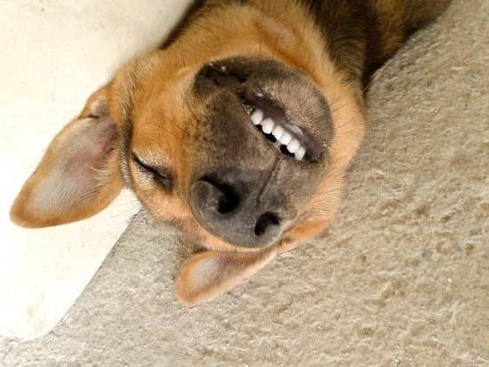 Potential for all canines to become service dogs with proper training and dedication