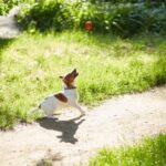 Step-by-step guide on how to train dogs not to pull on leash