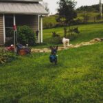 What Is Basic Dog Training Basic Dog Training: Essential Commands and Techniques for Obedience and Behavior Control