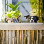 Obama's Dog Trainer on Public Payroll: A Candid Look at Presidential Pet Care