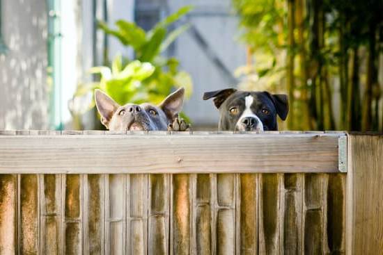 Obama's Dog Trainer on Public Payroll: A Candid Look at Presidential Pet Care