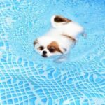 Are Shih Tzu Dogs Easy to Train Shih Tzu dogs easy to train, ideal for obedience classes and skilled trainers