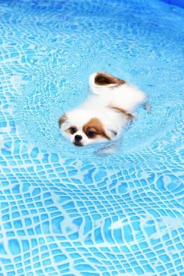 Shih Tzu dogs easy to train, ideal for obedience classes and skilled trainers