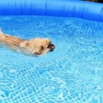 Are Newfoundland Dogs Easy to Train Newfoundland dogs: Training these gentle giants