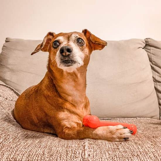 Carefully trained guide dogs maintain calm demeanor even in silence, refraining from barking