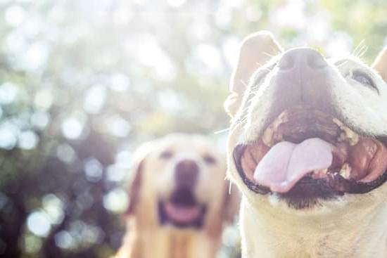 How Long for Dog to Be House Trained 1 How long for dog to be house trained: Tips for successful crate training and consistency