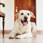 How Do I Train My Dog Not to Be Aggressive Training a dog to be non-aggressive: positive reinforcement, socialization, and professional help if needed