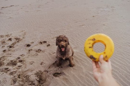 How to train Desi dog: positive reinforcement, consistency, socialization, and patience