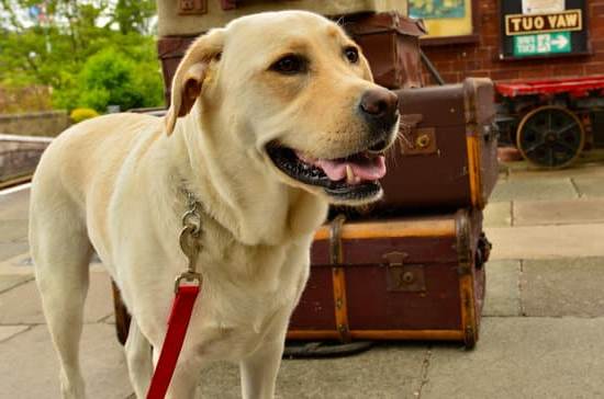 - How to Train Dog Not to Attack Cat: Positive Reinforcement and Gradual Introduction