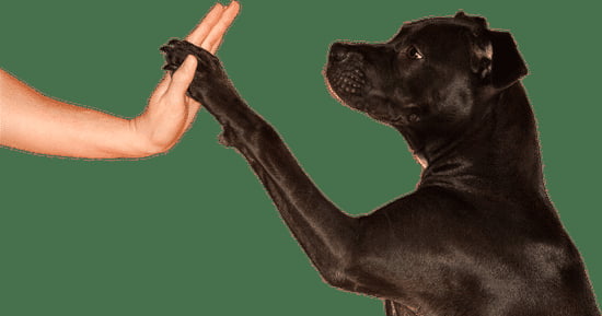 Using positive reinforcement, gradually introduce the clicker to signal desired behavior during training