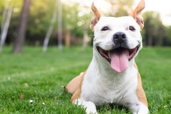 Skilled dog trainer located in Los Angeles for training your canine companion