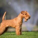 Best dog training leash for obedience: durable, adjustable and easy to handle