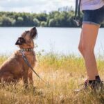 How Do You Train a Dog to Stay Home Alone How to train a dog to stay home alone: gradual, positive reinforcement, and mental stimulation