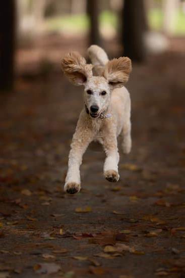 Simple Steps: How to Train Your Dog to Stay in Place