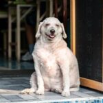 Is Crate Training Dogs Cruel Responsible dog training: Crate training teaches independence and encourages positive behavior
