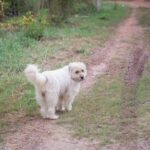 How much does it cost to train a Seizure Alert Dog Get price estimates now