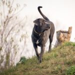 How to Reset a Pet Finder Dog Training Collar Step-by-step guide on how to reset a Pet Finder dog training collar