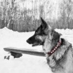 6-month-old dog Pepe training on pad: Step-by-step guide for successful potty training