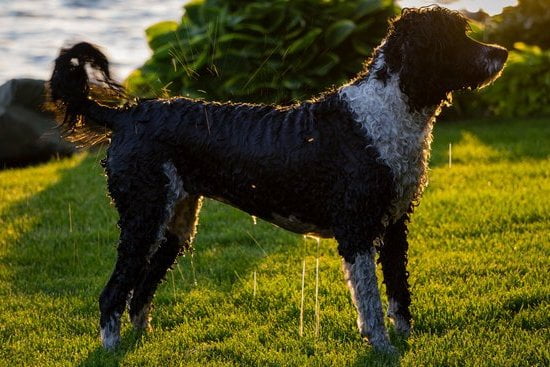 How to Train a Service Dog for Emotional Support 1 Step-by-step guide on how to train a service dog for emotional support