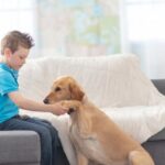 Photo of fox sitting and looking at trainer with text: 'Can you train a fox like a dog'