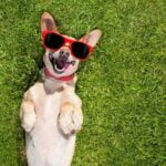 How to Train Your Dogs Not to Run Away Effective Dog Training Tips: How to Train Your Dogs Not to Run Away