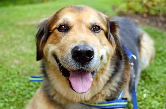 Step-by-step guide on how to start training my dog to obey basic commands