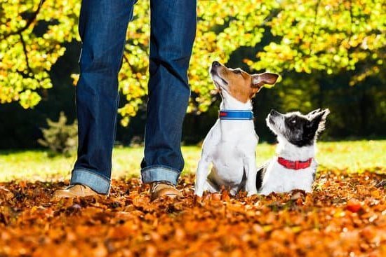 Why Are Dogs Trained in German 1 WHY ARE DOGS TRAINED IN GERMAN: German commands suited for their accent and precision