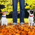 How Do You Train a Dog to Smell Drugs Training a dog to smell drugs - Step-by-step tutorial for effective drug detection training