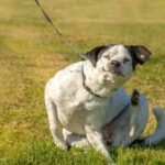 How to Train a Dog That Was Abused Step-by-step guide on how to train a dog that was abused