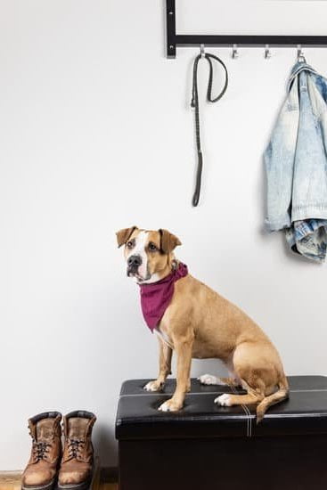 How Train a Dog to Stop Barking at Guests 1 Try 'Positive reinforcement training to teach your dog to stop barking at guests' for effective results