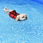 Should You Use Shock Collars Dog Training Considerations for using shock collars in dog training: Pros, cons, and alternatives