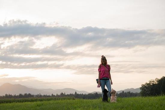 How to Train Dogs Not to Mark 1 Effective Methods: How to Train Dogs Not to Mark Indoors