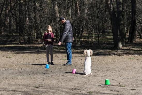How to Train a Cat and Dog to Live Together: Positive Reinforcement and Patience