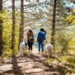 When to Use in-Training Harness for Service Dog Consider using in-training harness for service dog only during supervised training sessions