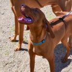 How Are Dogs Trained to Detect Cancer how are dogs trained to detect cancer