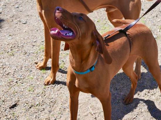 How Are Dogs Trained to Detect Cancer 1 how are dogs trained to detect cancer