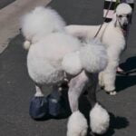 How to Train You Dog to Be Around Grown Chicken Training your dog to peacefully coexist with grown chickens: Step-by-step guide