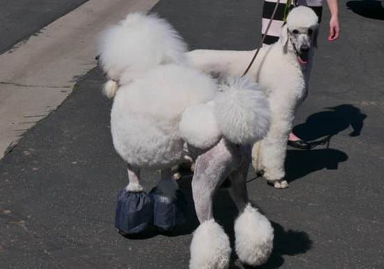 How to Train You Dog to Be Around Grown Chicken 1 Training your dog to peacefully coexist with grown chickens: Step-by-step guide