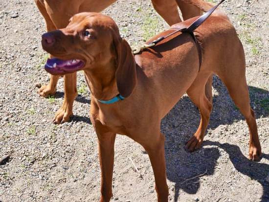 Step-by-step guide on how to train your dog to sit using positive reinforcement techniques