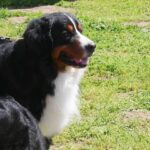 Teaching dog to behave in car: positive reinforcement training for good behavior during car rides