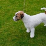 Can Dog Still Be Trained at 2 Year Old Despite their age, 2-year-old dogs can still be trained with positive reinforcement and consistency
