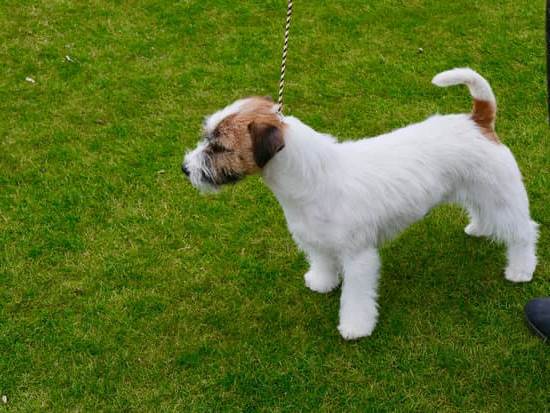 Despite their age, 2-year-old dogs can still be trained with positive reinforcement and consistency