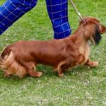 How to Teach Potty Trained Dog to Use Indoor Pad Step-by-Step Guide: How to Teach Potty-Trained Dog to Use Indoor Pad