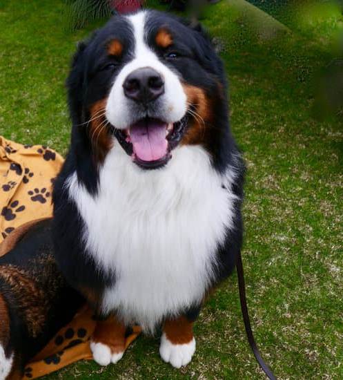 How to Train a Dog to Go to a Spot 1 Step-by-step guide on how to train a dog to go to a spot for obedience training