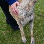 Effective Dog Training: Benefits of Crate Training to Stop Dogs Biting