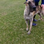 How to Train a Dog Not to Be Reactive Photo of a calm dog receiving positive reinforcement during training on how to be less reactive