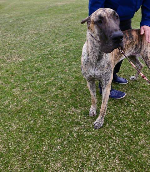 Photo of a calm dog receiving positive reinforcement during training on how to be less reactive