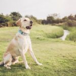 How Young Can Dog Training How young can dog training be - Starting your pup off right with early training techniques