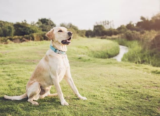 How young can dog training be - Starting your pup off right with early training techniques